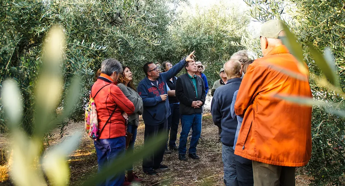 Besuch auf einem Olivenbetrieb in Griechenland