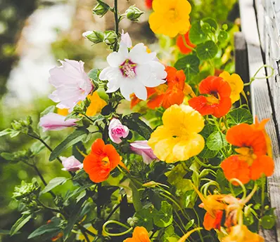 Gruppenreisen für Obst- und Gartenbauvereine nach Hohenlohe