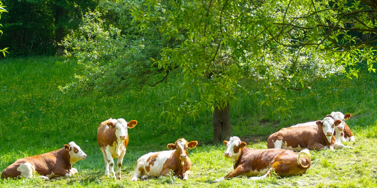 Glückliche Kühe auf den Weiden in Hohenlohe