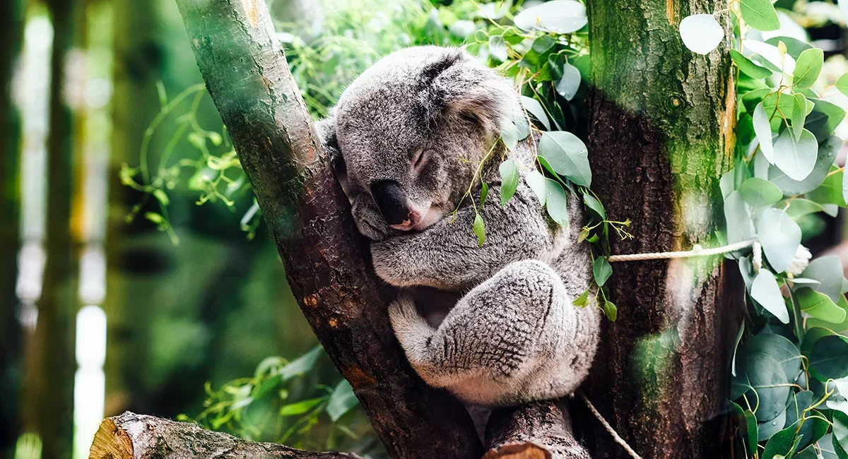 Ein Koalabär schläft in einem Eukalyptus-Baum in Australien