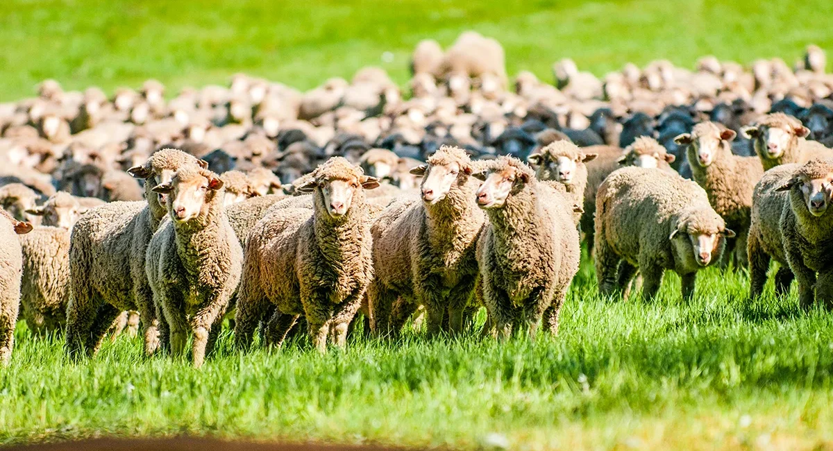 Eine Herde Merino Schafe auf der Weide eines Agrarbetriebs in Australien.