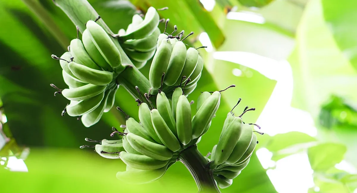 Ein Bananenstrauch auf einer Bananenplantage in Brasilien