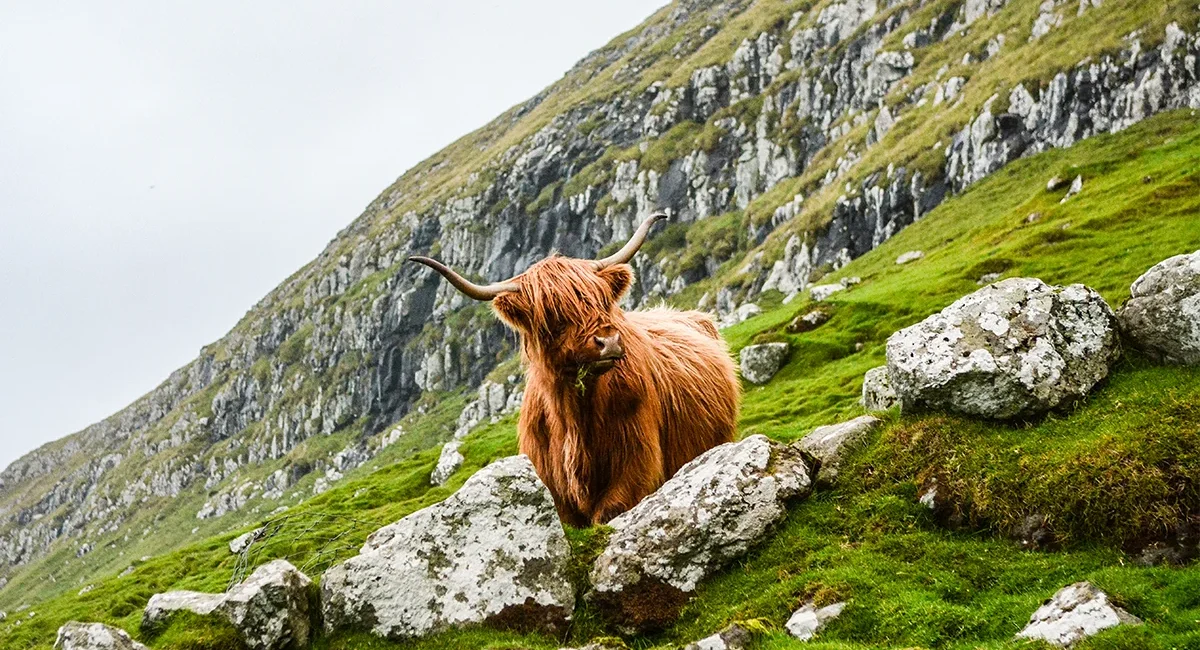 Ein Hochlandrind mit langen Hörnern grast in den grünen Bergen der schottischen Highlands