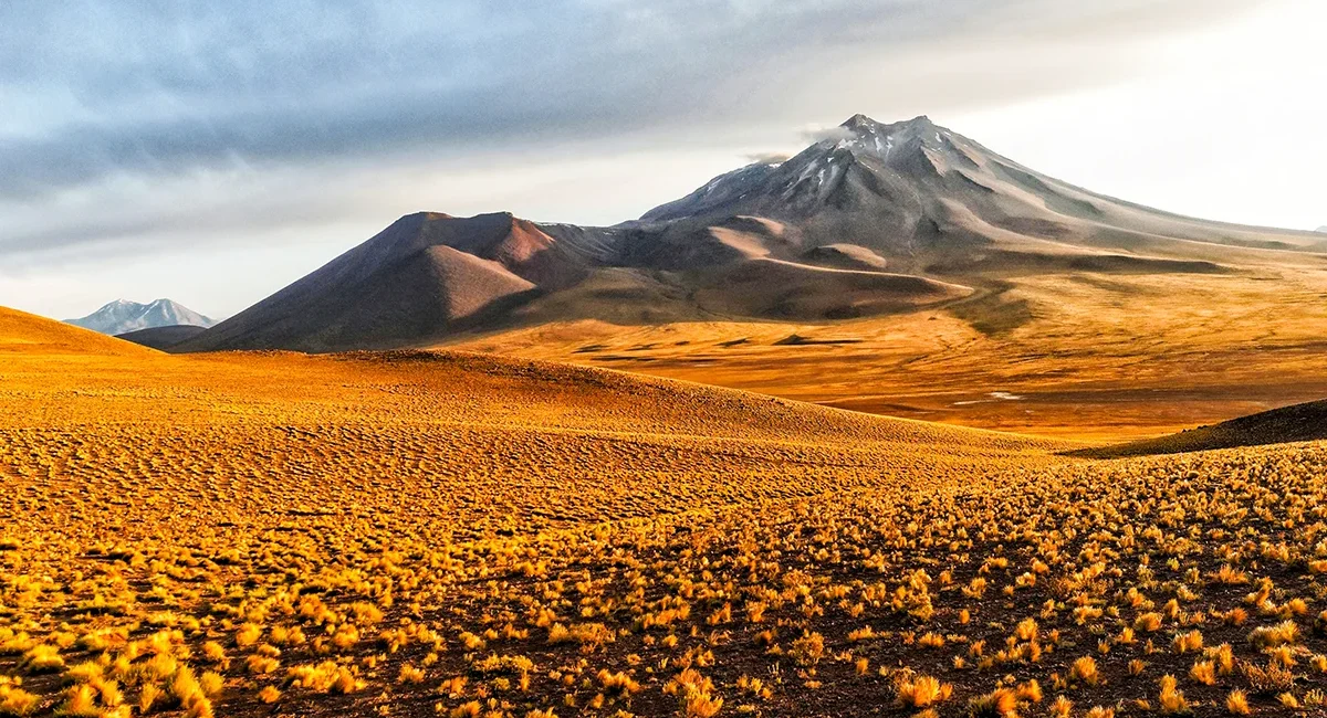 Die Atacama-Wüste in Chile mit orangenen Grasgewächsen und hohen Bergen im Hintergrund