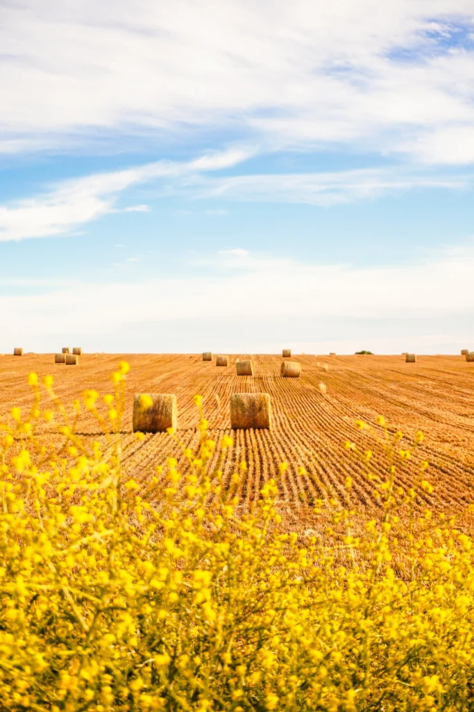 Incoming Gruppenreise nach Deutschland Agrarreise Stroh Ernte Getreidefeld