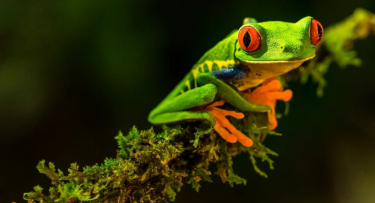 Ein grüner Frosch mit großen roten Augen und orangenen Füßen sitzt auf einem Ast im Regenwald von Costa Rica.
