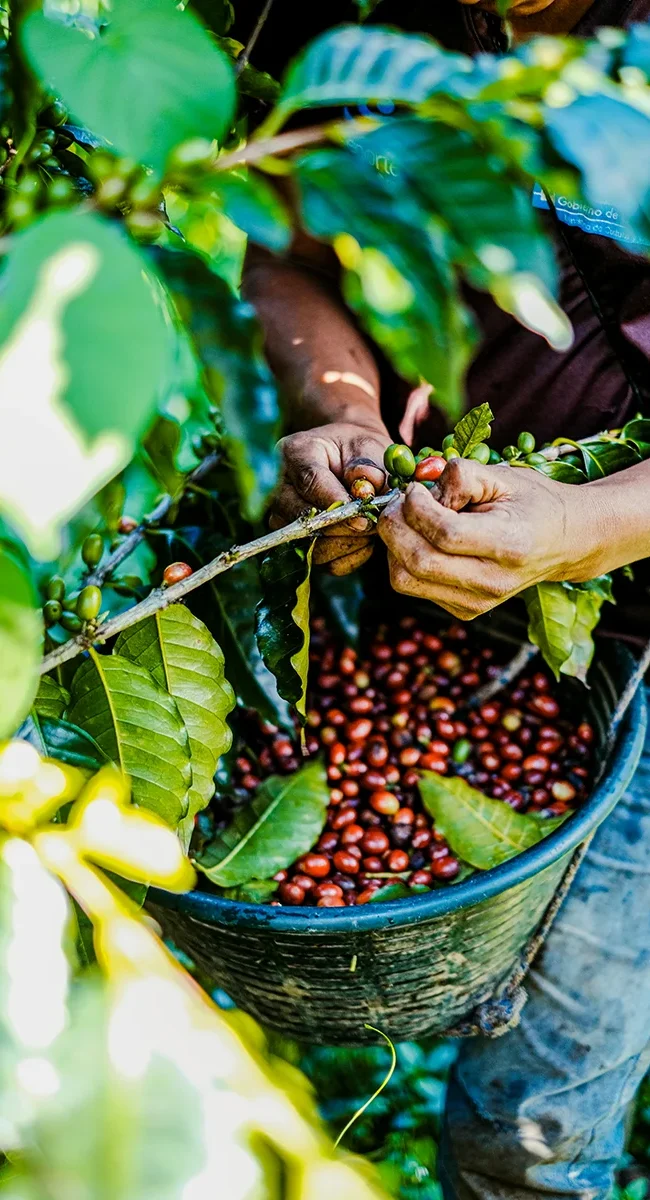 Reife Kaffeekirschen werden auf einer Plantage in Costa Rica von Hand geerntet.