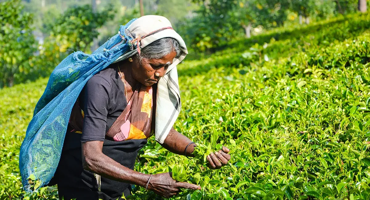 Eine Teepflückerin auf einer sri-lankischen Plantage erntet die Blätter von Hand und trägt den gefüllten Sack um den Kopf.