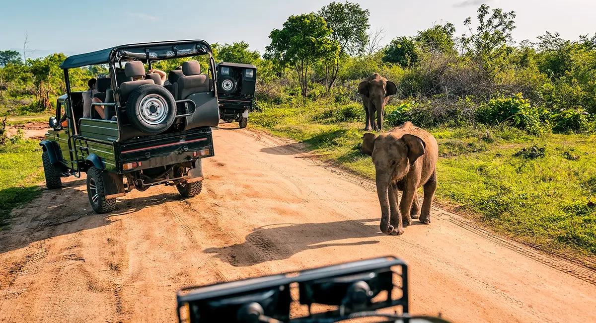 Eine Reisegruppe auf Safari in Südafrika beobachtet junge Elefanten, die sich den Jeeps nähern.