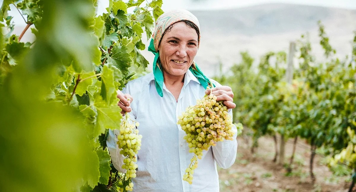 Eine ungarische Winzerin hält inmitten eines Weinbergs zwei Bündel hellgrüner Trauben.