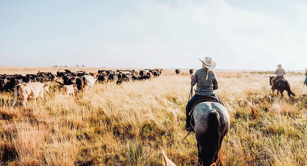 Viehtrieb einer Rinderherde mit Cowboys auf Pferden in den USA durch in eine weite, offene Landschaft.