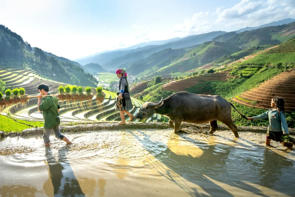 Drei junge vietnamesische Landwirte gehen mit einem Wasserbüffel und ihrer Reisernte durch ein überflutetes Reisfeld inmitten grüner Terrassenlandschaften.