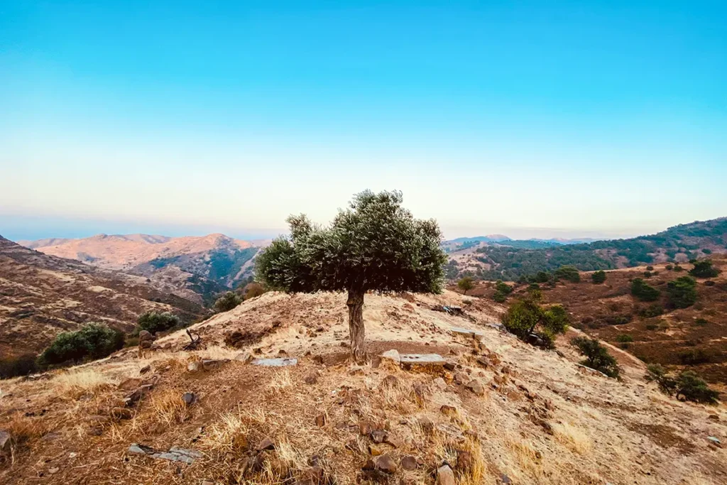 Kleiner Baum auf einem Berg im Troodos-Gebirge auf Zypern, mit weitem Blick über die umliegende Landschaft