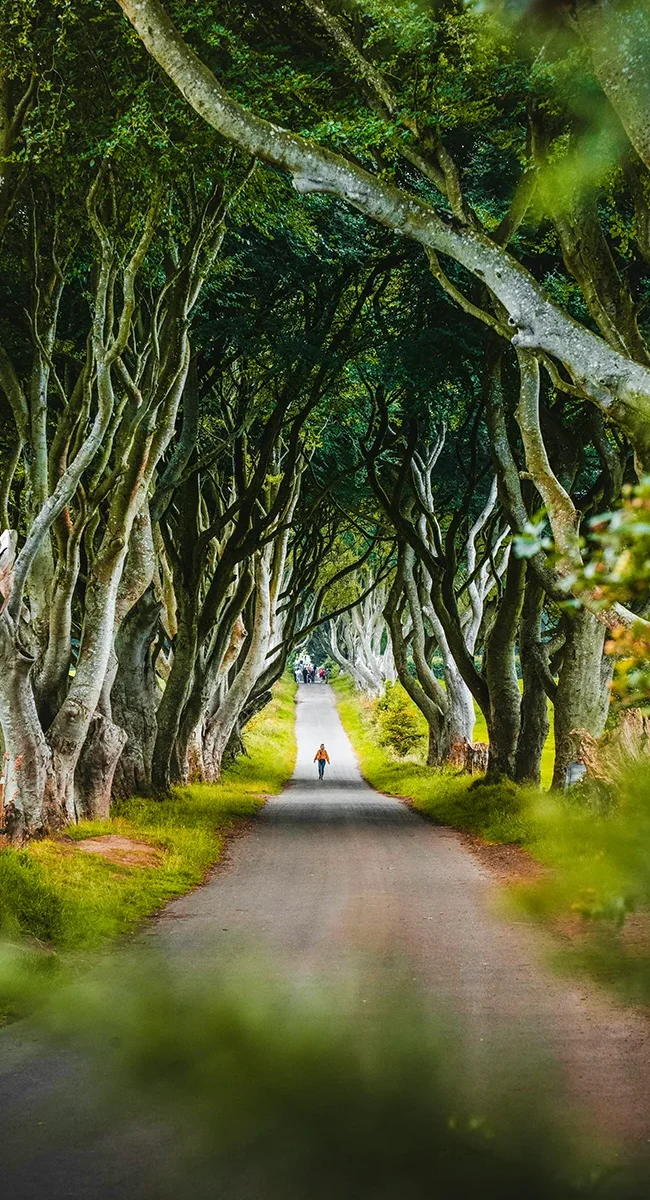 Ein Mensch läuft durch die mystische Dark Hedges Allee in Irland