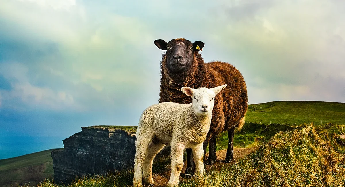 Ein Schaf und ein Lamm in Irland