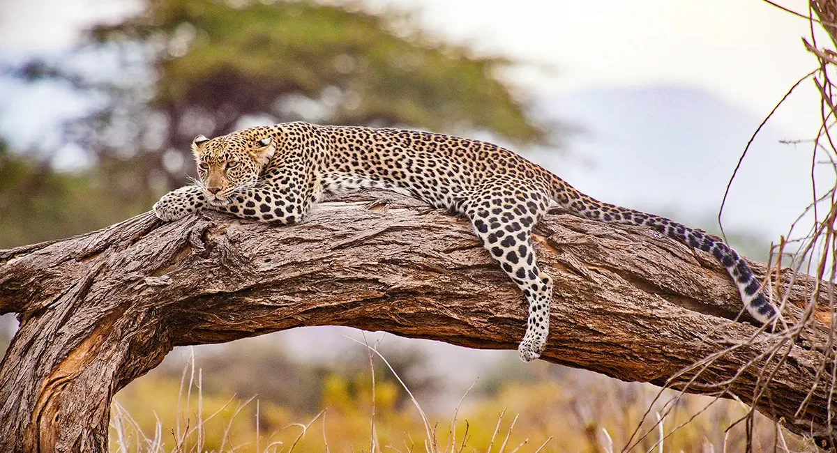 Ein Gepard liegt in Kenia auf einem großen Ast und blickt in die Ferne.
