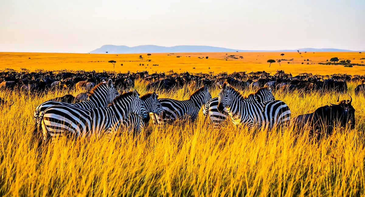 Eine Gruppe von Zebras und im Hintergrund Gnus, die in der goldenen Savanne von Kenia während der Großen Tierwanderung grasen.