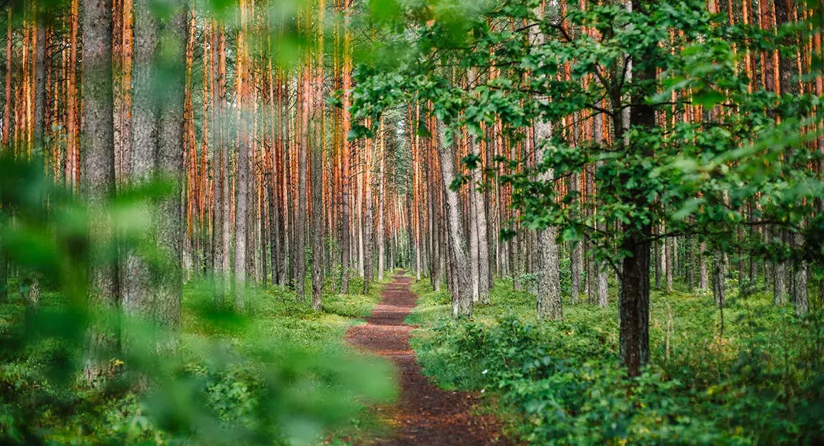 Ein Waldweg, der sich durch einen dichten Nadelwald in Litauen schlängelt.