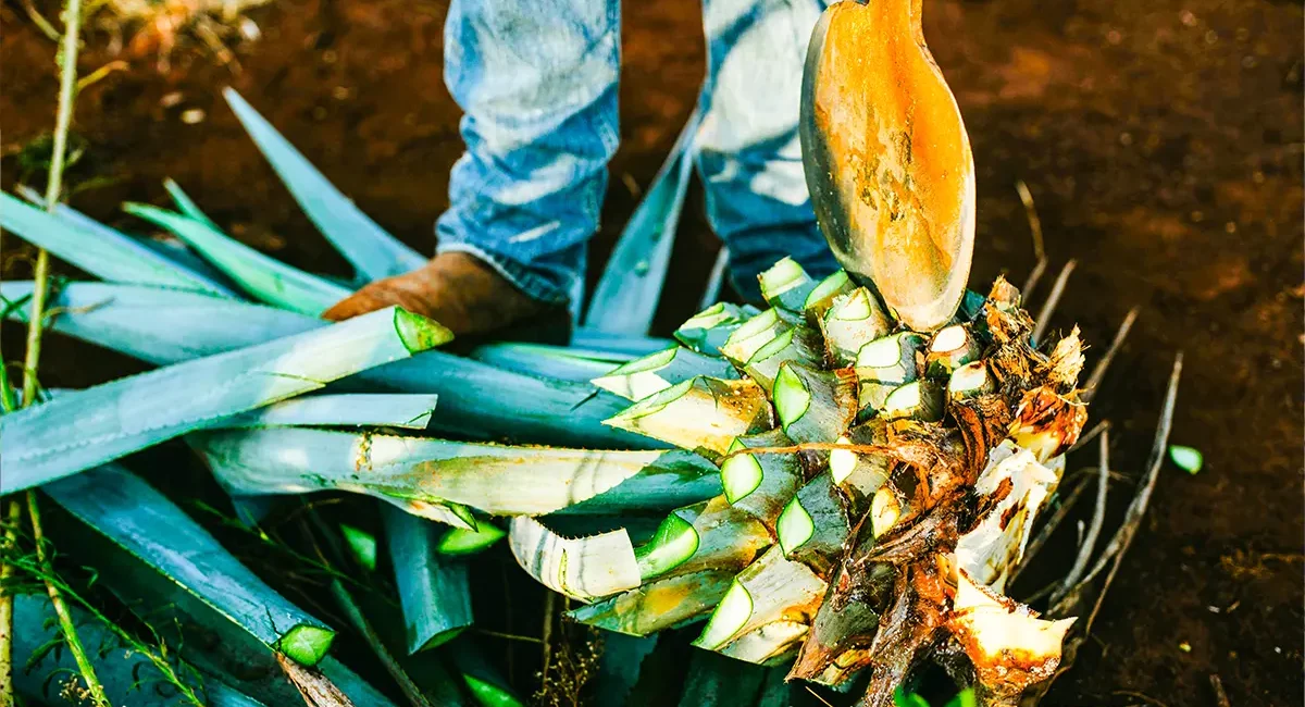 Agrarreise zu einem mexikanischen Bauer, der eine Agave erntet.