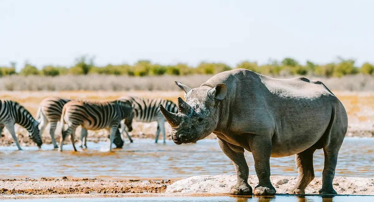 Ein Nashorn steht zusammen mit einer Herde Zebras an einer Wasserstelle in Namibia.