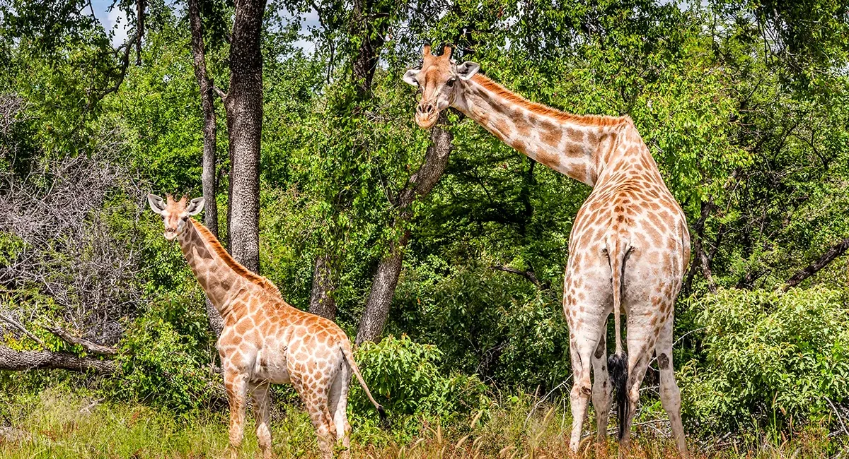 Eine Giraffe steht mit ihrem Kind an einem Waldrand in Namibia und blickt in die Kamera.