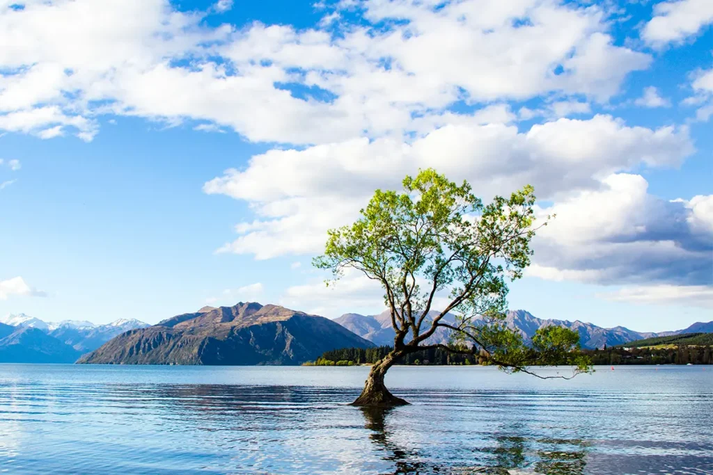 Der berühmte Wanaka Tree, einen einsamen Weidenbaum, der mitten in einem See in Neuseeland steht.