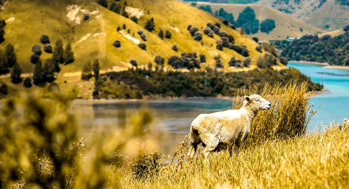 Ein einzelnes Schaf auf einem goldenen Hügel an einer zerklüfteten Küste in Neuseeland.