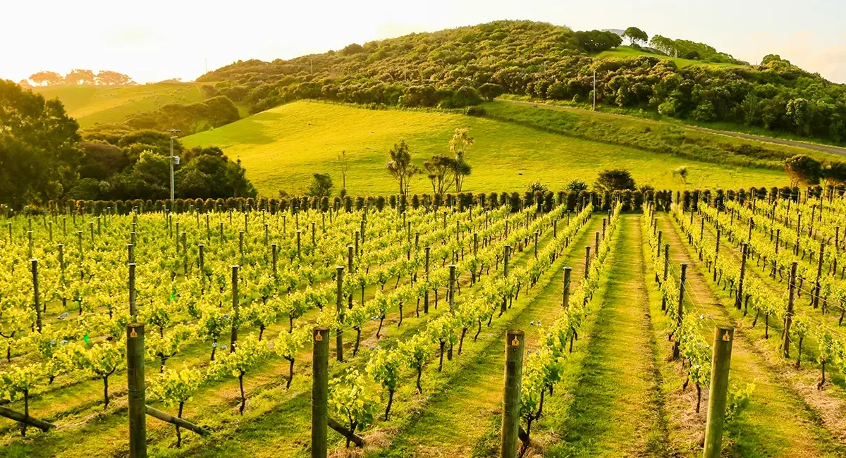 Weinbau und saftig grüne Weinberge in Neuseeland.