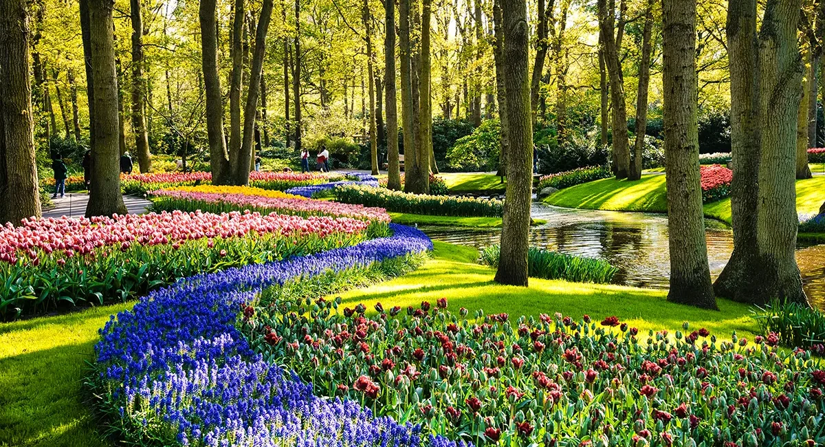 Der Keukenhof Park in den Niederlanden, wo farbenprächtige Blumenbeete aus blauen Hyazinthen, rosa und roten Tulpen entlang eines geschwungenen Weges und eines kleinen Teichs inmitten hoher Bäume blühen.