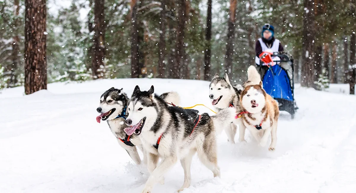 Ein Gespann mit vier Schlittenhunden zieht einen Schlittenfahrer durch einen verschneiten Wald in Norwegen.