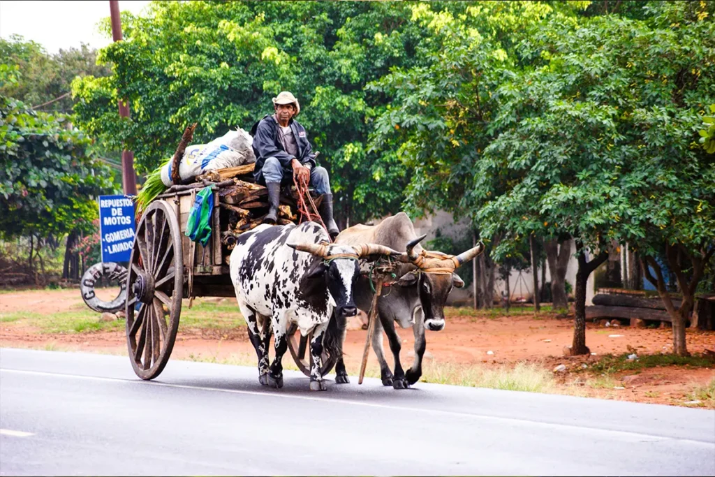Ein traditioneller Bauer fährt mit einem von zwei Ochsen gezogenen Karren auf einer asphaltierten Straße in Paraguay.