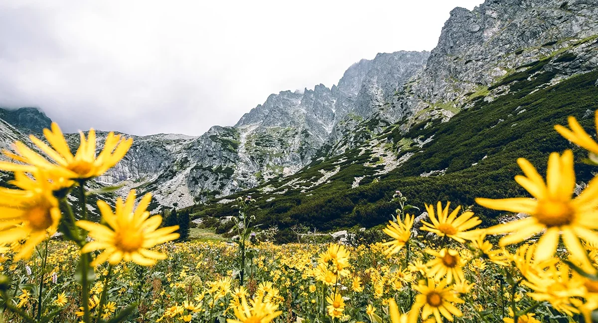 Ein Feld mit gelber Arnika-Pflanze in einer Gebirgslandschaft in der Slowakei.