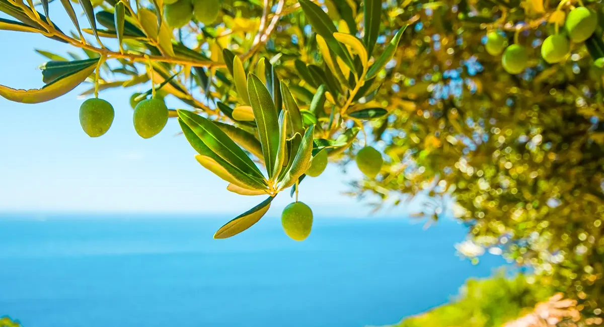 Ein Olivenbaum an der slowenischen Küste mit dem Meer im Hintergrund.