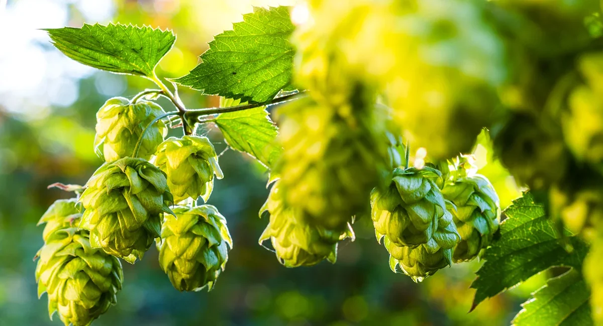 Eine Hopfenpflanze mit Hopfendolden im Sonnenlicht in Belgien.