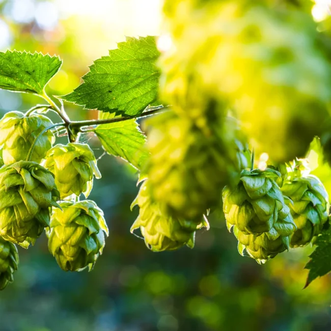 Eine Hopfenpflanze mit Hopfendolden im Sonnenlicht in Belgien.