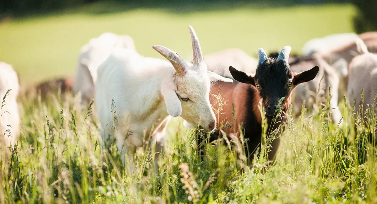 Eine Herde kleiner Ziegen auf einer grünen Weide in Belgien.