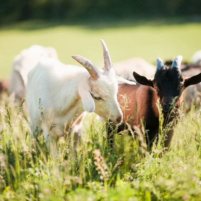 Eine Herde kleiner Ziegen auf einer grünen Weide in Belgien.