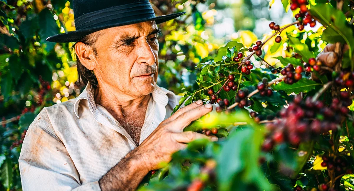 Ein älterer Landwirt auf sonniger Kaffeeplantage in Brasilien zwischen grünen Kaffeepflanzen.