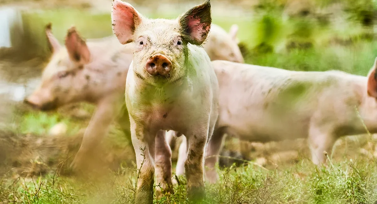 Eine Gruppe kleiner Ferkel auf einer grünen Wiese in der französichen Bretagne.