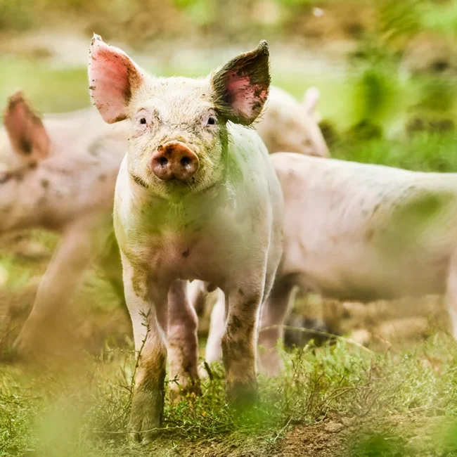Eine Gruppe kleiner Ferkel auf einer grünen Wiese in der französichen Bretagne.