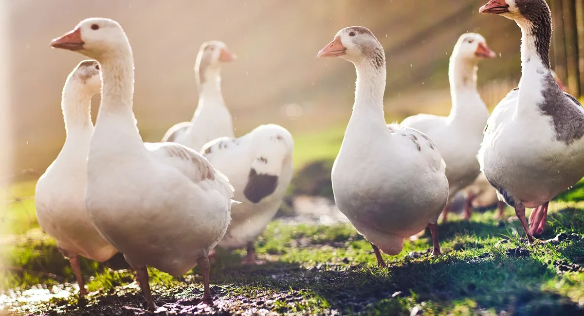 Eine Gruppe Gänse läuft über eine Wiese im französischen Burgund.
