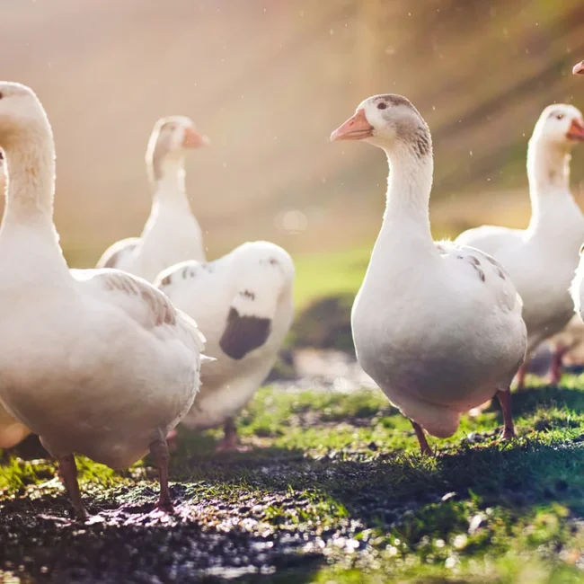 Eine Gruppe Gänse läuft über eine Wiese im französischen Burgund.