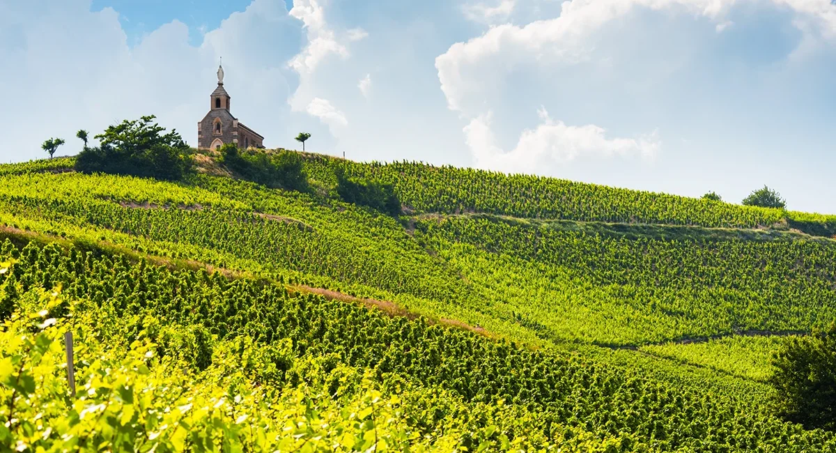 Ein Hügel mit Weinbergen und einer kleinen Kirche im Burgund.