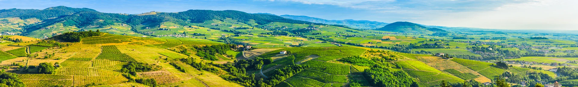 Die Landschaft von Burgund in Frankreich mit vielen Weinbergen.