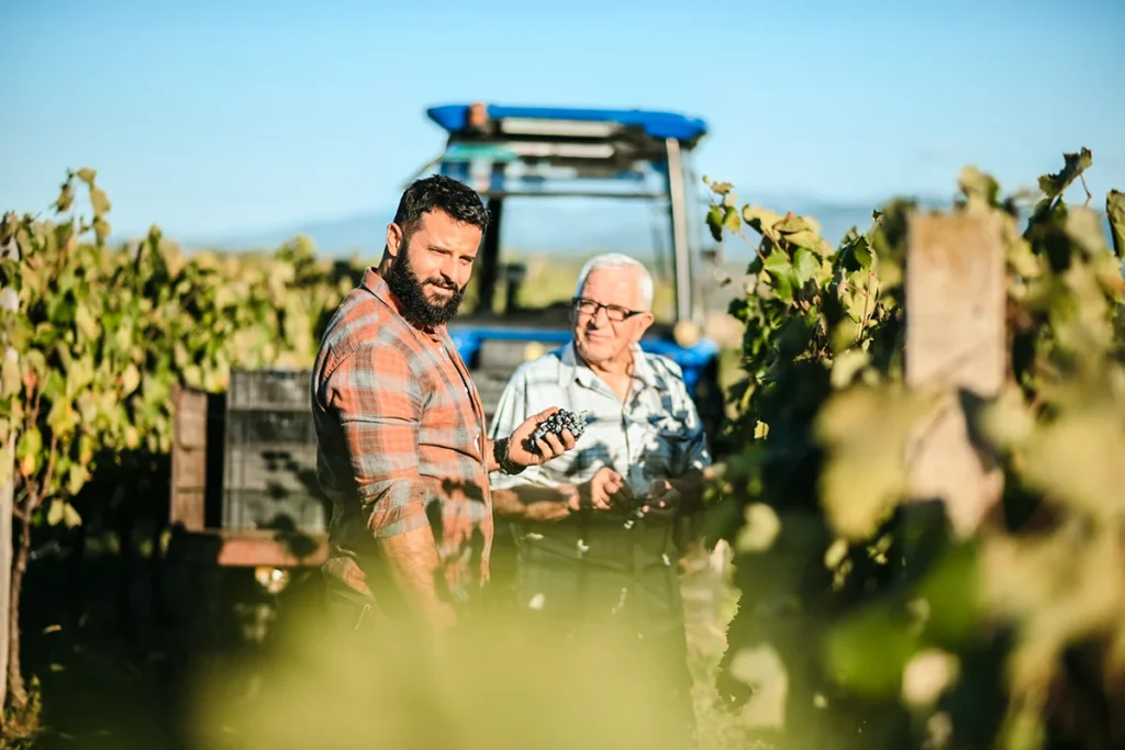 Zwei Winzer stehen während der Traubenernte im französischen Burgund vor einem kleinen Traktor im Weinberg.