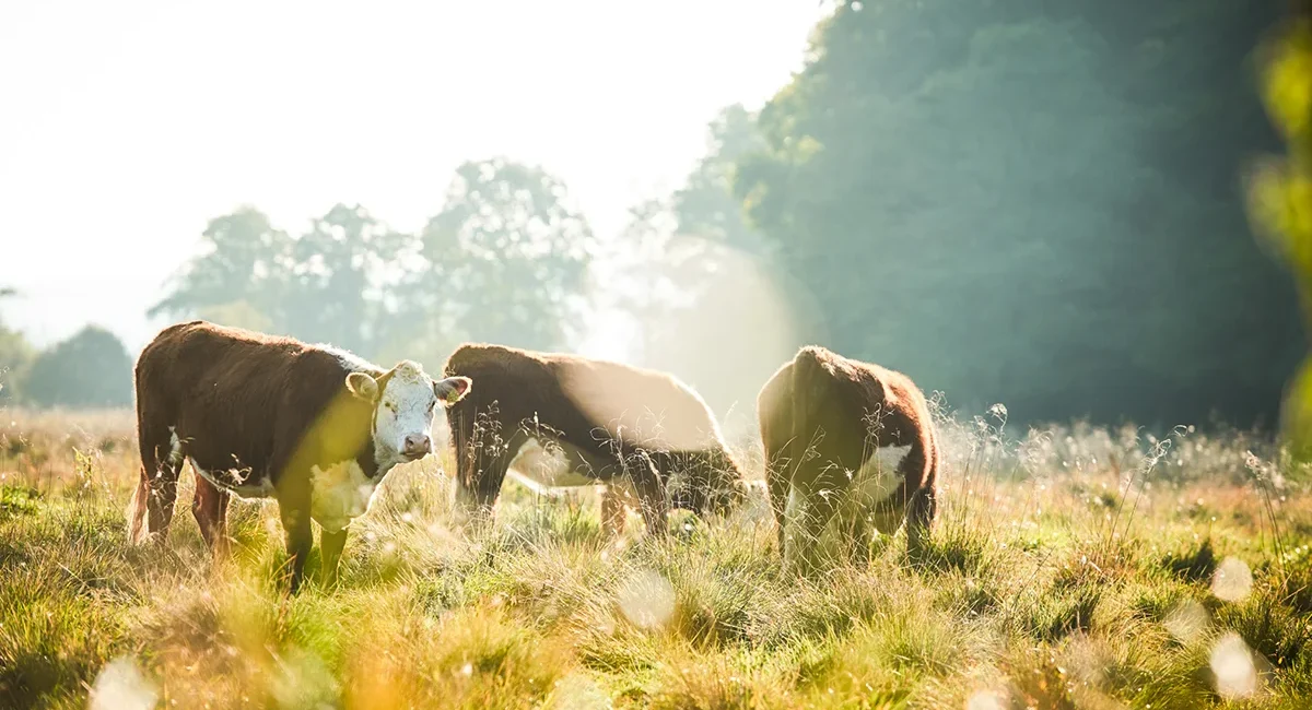 Drei Kühe stehen im warmen Sonnenlicht auf einer grünen Weide in Dänemark.