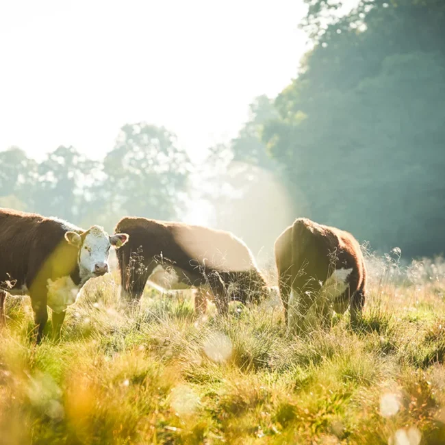 Drei Kühe stehen im warmen Sonnenlicht auf einer grünen Weide in Dänemark.