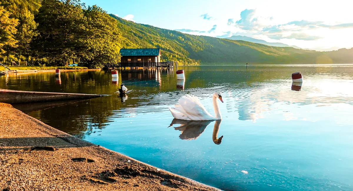 Ein Schwan am Ufer des Millstätter Sees in Kärnten, Österreich.