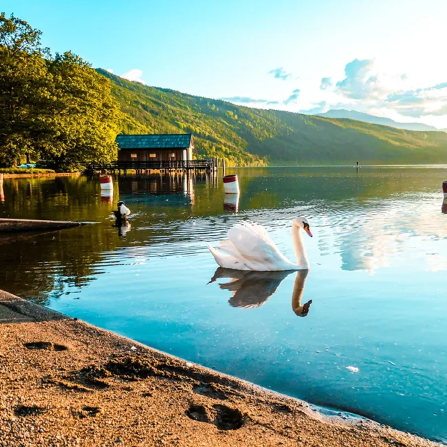 Ein Schwan am Ufer des Millstätter Sees in Kärnten, Österreich.