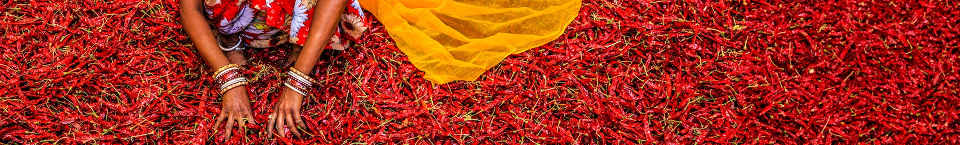 Eine indische Frau breitet indische Chillis zum Trocknen aus.